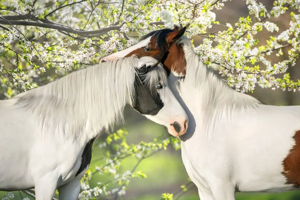 Dois Cavalo Pinto Fechar Retrato Flor Primavera — Fotografia de Stock