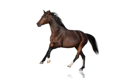  Bay Horse dörtnala koşusu beyaz arkaplanda izole edildi