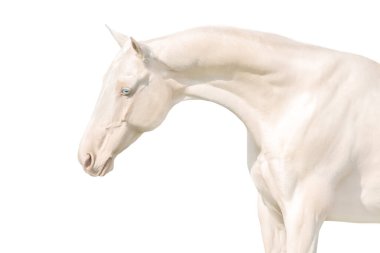 Cremello Ahalteke at portresini kapatın.