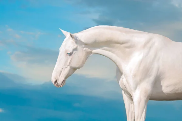 Lähikuva Cremello Hevonen Siniset Silmät Muotokuva Vastaan Sininen Taivas — kuvapankkivalokuva