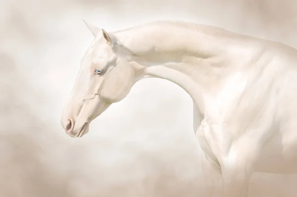 Närbild Cremello Ahalteke Häst Porträtt — Stockfoto