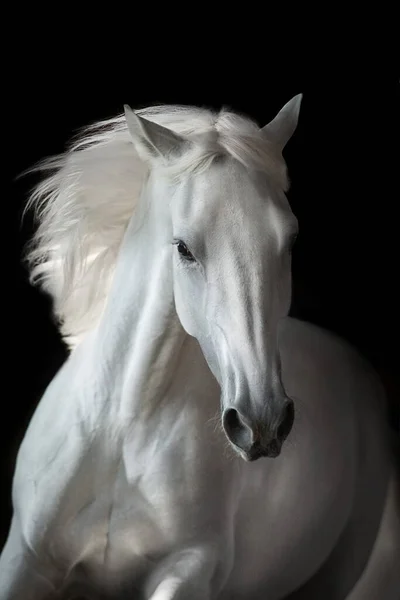 Biały Andaluzyjski Portret Konia Ruchu Odizolowany Ciemnym Tle — Zdjęcie stockowe