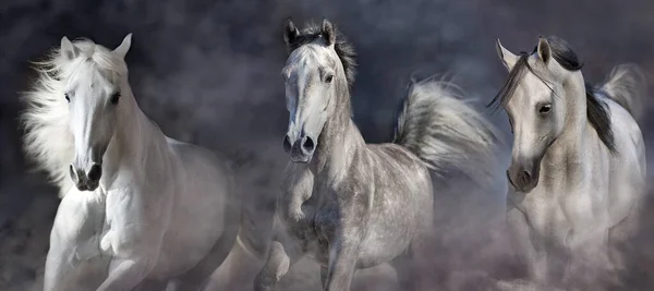 Tres Caballos Blancos Corren Libres Cerca Retrato Polvo —  Fotos de Stock