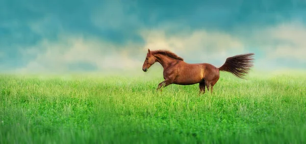 Rotes Pferd Läuft Schnell Frühling Blumen Weide — Stockfoto