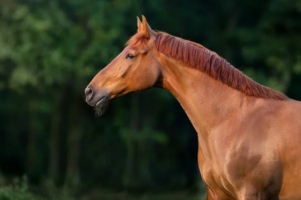 Czerwony Koń Zbliżenie Portret Letnim Polu — Zdjęcie stockowe