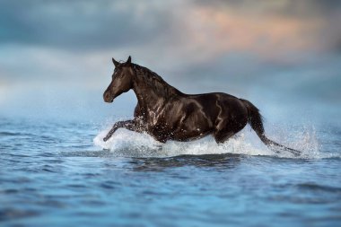 Black  beautiful stallion run gallop in water with splash