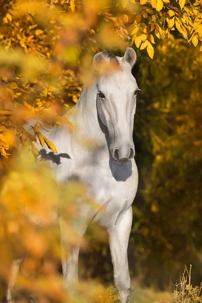 Cheval Blanc Contre Arbre Jaune Automne — Photo