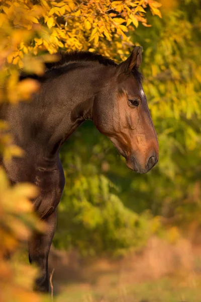 Pferdeporträt Der Herbstlichen Landschaft — Stockfoto