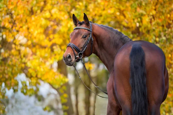 Horse Bridle Yellow Red Autumn Trees — Stock Photo, Image