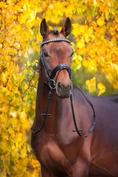 Cavalo Freio Contra Árvores Outono Amarelas Vermelhas — Fotografia de Stock