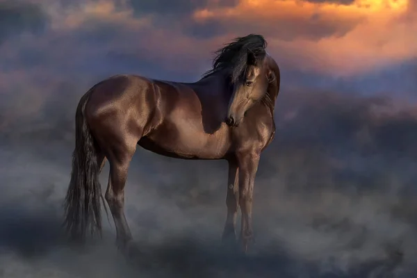 Preto Cavalo Frísio Contra Poeira Deserto — Fotografia de Stock