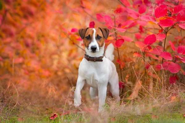 Jack Russel Terrier Autumn Park — Stock Photo, Image