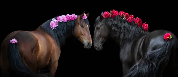 Portrait Cheval Noir Baie Bride Isolé Sur Fond Noir Avec — Photo