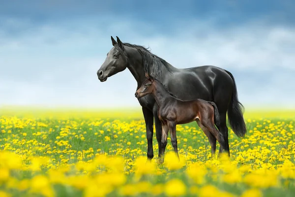 Лошадь Жеребцом Желтом Поле Цветов — стоковое фото