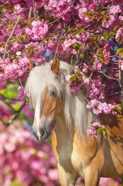 Kiraz çiçekli haflinger midillisi portresi.