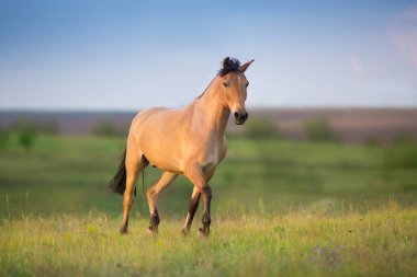 Bahar yeşili çayırda dört nala koşan Buckskin Atı