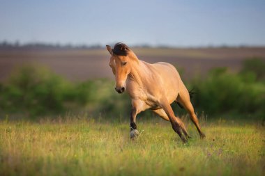 Bahar yeşili çayırda dört nala koşan Buckskin Atı