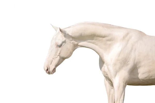 クローズアップCremello Ahalteke馬の肖像画 — ストック写真