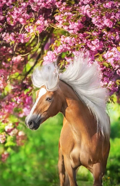 Ritratto Bel Pony Haflinger Con Fiori Ciliegio Fiore Sakura — Foto Stock