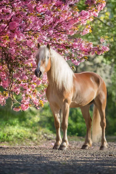 Ritratto Bel Pony Con Sakura Fiore — Foto Stock