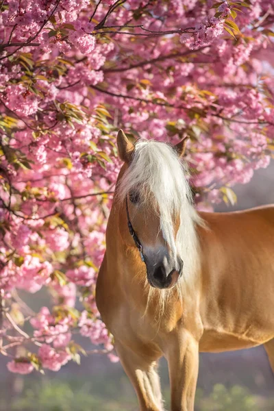 Portret Miłego Kucyka Haflinger Sakura Kwitnących Kwiatów Wiśni — Zdjęcie stockowe