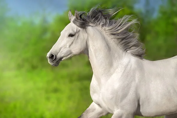 白い馬と長い馬の肖像画の動き — ストック写真