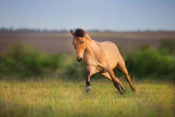 Buckskin Horse Run Gallop Spring Green Meadow — Stock Photo, Image