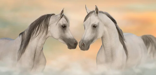 Two Grey Arabian Horse Run Free Desert Dust — 图库照片