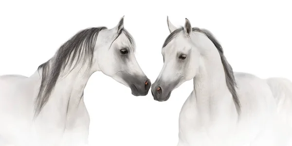 Two White Arabian Horse High Key Close Portrait — 스톡 사진