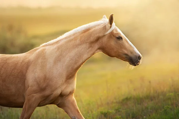 Palomino Hest Kjøre Galopp Engen Ved Solnedgang Lys – stockfoto