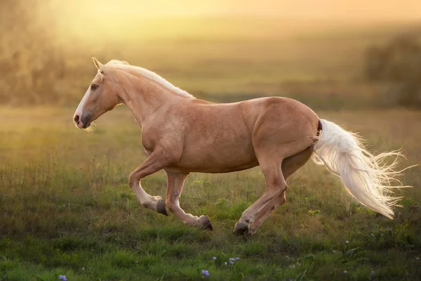 Koń Palomino Galop Łące Zachodzie Słońca — Zdjęcie stockowe