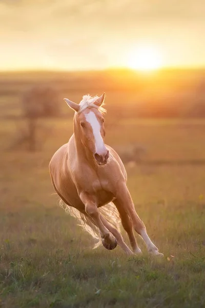 Palomino Fut Vágta Réten Napnyugtakor — Stock Fotó