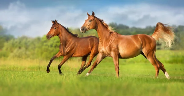 Vermelho Baía Cavalo Livre Correr Campo Verde Primavera — Fotografia de Stock