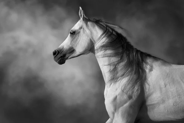Arabian horse portrait in dust and smoke.  black and white
