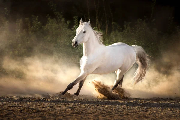 Biały Koń Arabski Długą Grzywą Słońcu Piaskowym Pyle — Zdjęcie stockowe