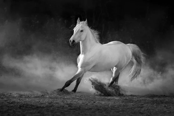 Grey Arabian Horse Run Free Desert Dust Black White — Fotografia de Stock
