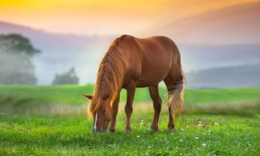 Beautiful horse on pasture against mountain view in sunset light