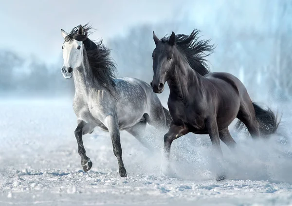 Two horse free run in snow winter landscape on sunny day. Black and white horse