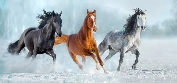 Άλογο Κοπάδι Δωρεάν Τρέχει Στο Τοπίο Χειμώνα Χιόνι Την Ηλιόλουστη — Φωτογραφία Αρχείου