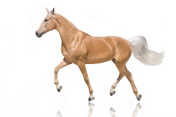 Cavalo Palomino Com Crina Loira Trote Isolado Sobre Fundo Branco — Fotografia de Stock