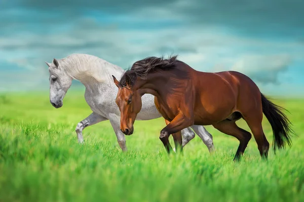 Cavalo Branco Baía Com Longa Crina Livre Correr Campo Verde — Fotografia de Stock