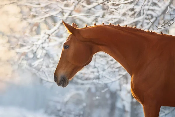 Červený Kůň Zimě Zasněžené Dřevo Krajina Při Západu Slunce — Stock fotografie