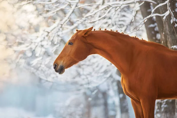 Red Horse Zimě Zasněžené Lesní Krajiny Při Západu Slunce Uši — Stock fotografie