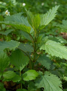 ısırgan otu (urtica)