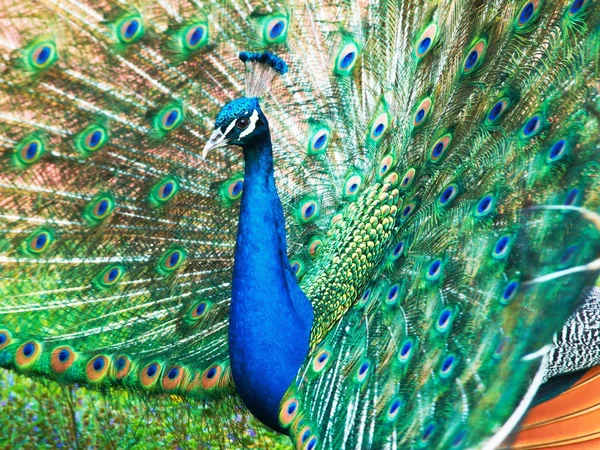 Tavus kuşu (pavo cristatus)