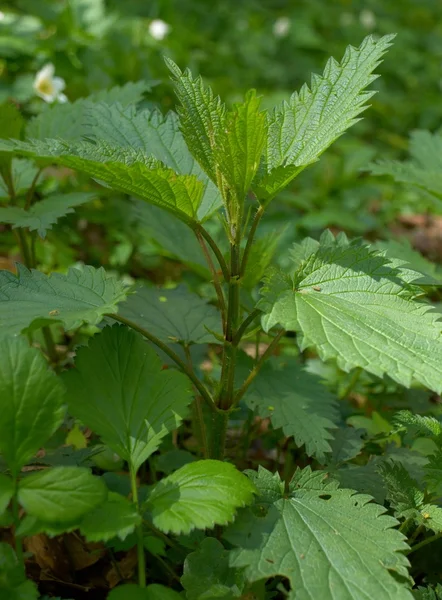 荨麻 （荨麻属植物) — 图库照片