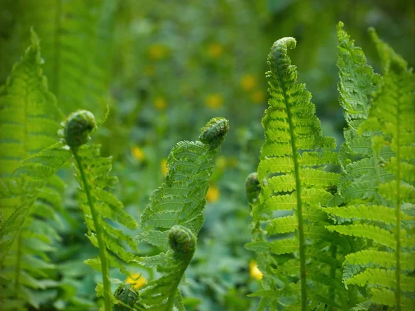 Spring fern — Stock Photo, Image