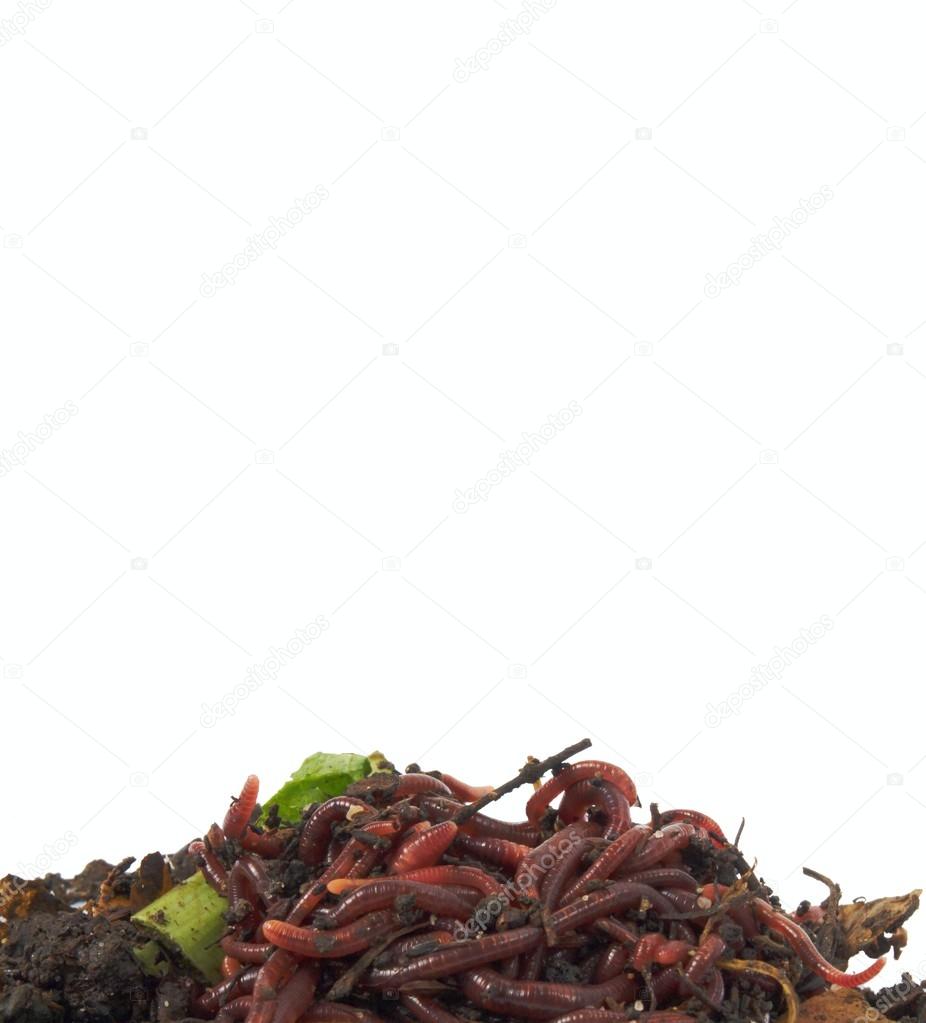 Earthworms in compost Stock Photo by ©btwcapture 47961949