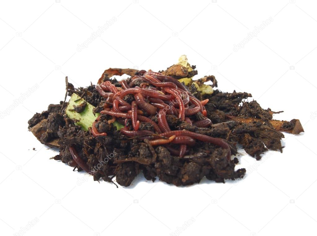 Earthworms in compost Stock Photo by ©btwcapture 48172069