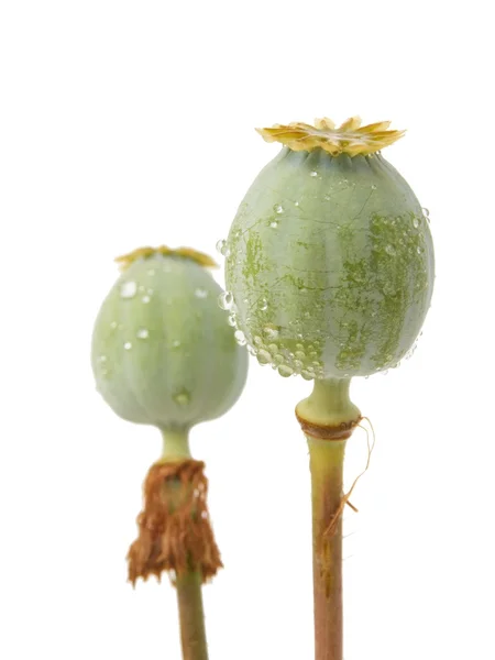 Green poppy heads — Stock Photo, Image
